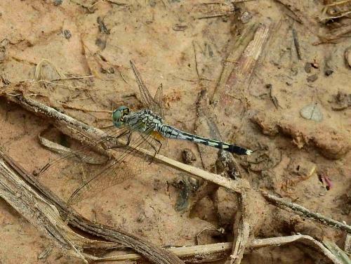 Diplacodes trivialis